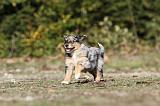 BERGER AUSTRALIEN PUPPIES 162